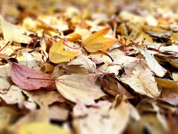 寒くなってきましたねえ〜